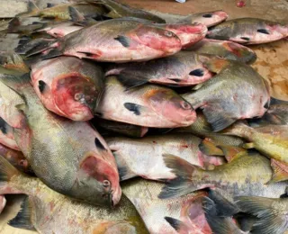 Surto da doença da urina preta aumenta alerta para peixes brasileiros