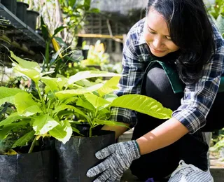 Tem alguma dessas 3 plantas em casa? Tire imediatamente