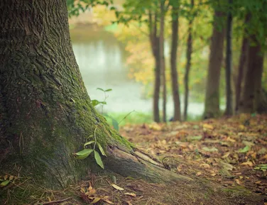 Conheça árvore fácil de cultivar e que dá fruta o ano inteiro - Imagem