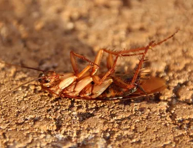 Esmagar baratas pode trazer riscos sérios à saúde; saiba detalhes - Imagem