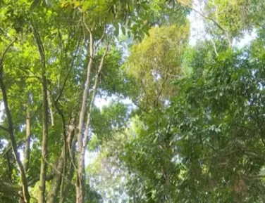 Fazenda é punida por venda irregular de lote no Vale do Jiquiriçá - Imagem