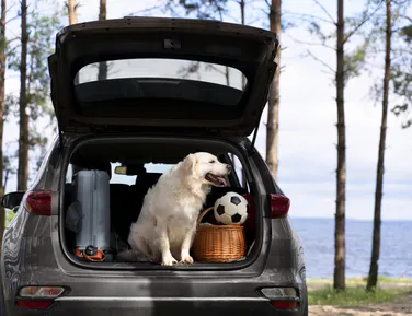 Nova lei: deixar pet sozinho em casa pode gerar multa de até R$ 10 mil - Imagem