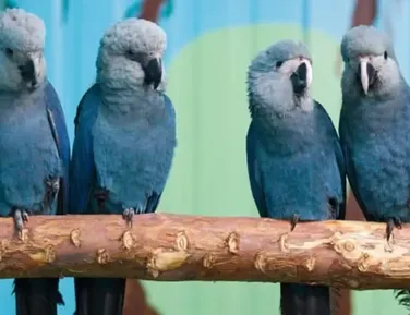 PF realiza operação para investigar vírus letal em ararinhas-azuis - Imagem