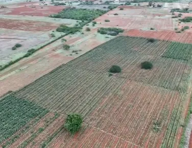 Plantação gigante de maconha é encontrada por drone na Bahia - Imagem