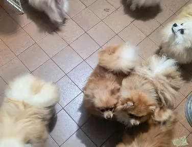 Tutores são presos e mais de 70 cachorros resgatados por maus-tratos - Imagem