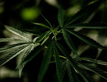 Usuários de maconha podem desenvolver síndrome severa - Imagem