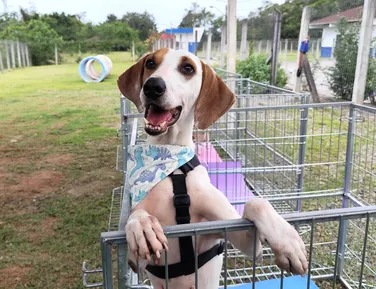 Abrigo é acusado de fazer eutanásia em animais para abrir novas vagas - Imagem