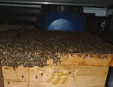 Ataque de abelhas deixa 15 vítimas no interior da Bahia; confira - Imagem