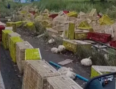 Caminhoneiro morre após carreta carregada de frangos tombar na BR-101 - Imagem