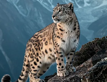 Jovem é atacada por leopardo-das-neves após tirar selfie com animal - Imagem