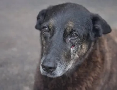Proposta quer internar menores por maus-tratos a animais - Imagem