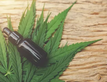 Saiba quando regras para cultivo de cannabis medicinal entram em vigor - Imagem