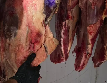 Seis pessoas são presas suspeitas de furto de gado e abate clandestino - Imagem