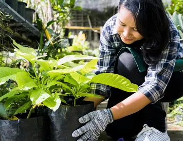 Tem alguma dessas 3 plantas em casa? Tire imediatamente - Imagem