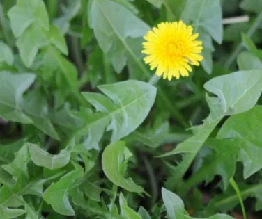 A verdinha que limpa o fígado e reduz o inchaço naturalmente - Imagem