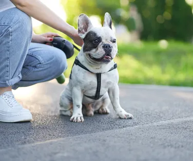 Carrapatos e desidratação: confira dicas da veterinária para cuidados com seu pet no verão - Imagem