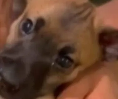 Caso de raiva em cachorro em Salvador após 20 anos é descartado - Imagem