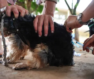 Caso de raiva reaparece em Salvador após 20 anos sem registro - Imagem