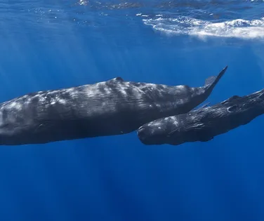Cientistas descobrem "alfabeto" usado por baleias para se comunicar - Imagem
