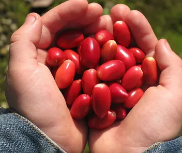 Com essa fruta, tudo azedo fica doce; saiba qual - Imagem