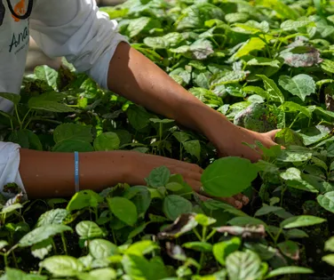 Muçununga: Projeto restaura 1.200 hectares de Mata Atlântica no Sul da Bahia - Imagem