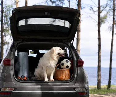 Nova lei: deixar pet sozinho em casa pode gerar multa de até R$ 10 mil - Imagem