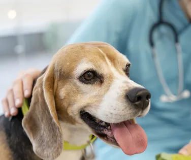 Novembro Azul: pets também podem sofrer com câncer de próstata - Imagem