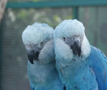 O voo incerto da ararinha - Imagem