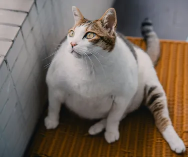 Ozempic para gatos? Novo remédio promete emagrecer pets - Imagem