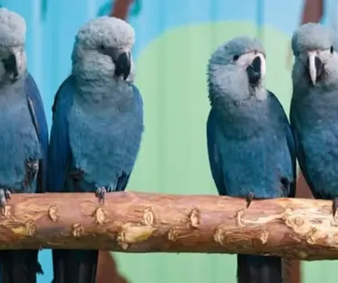 PF realiza operação para investigar vírus letal em ararinhas-azuis - Imagem