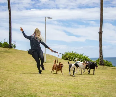 Passeio sem guia expõe cães a risco de acidentes e ataques - Imagem