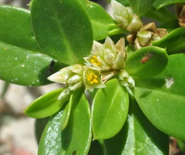 Planta brasileira reduz inflamação e dor de artrite; saiba qual - Imagem