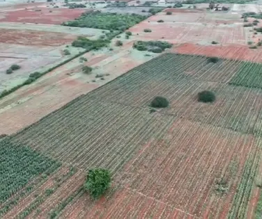 Plantação gigante de maconha é encontrada por drone na Bahia - Imagem