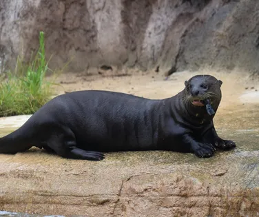 Predador aquático gigante extinto há 40 anos reaparece em país vizinho - Imagem