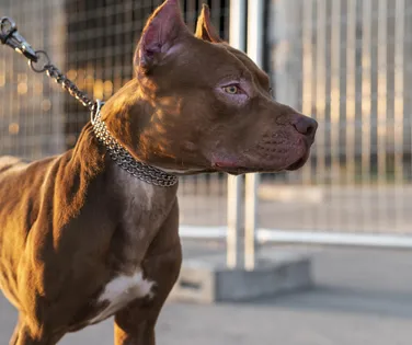 Prender cães em correntes de maneira permanente já é crime - Imagem