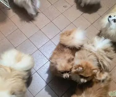 Tutores são presos e mais de 70 cachorros resgatados por maus-tratos - Imagem