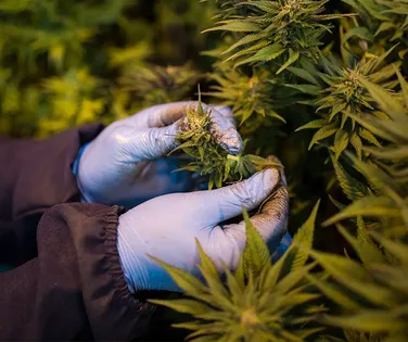 Uso de maconha triplica entre as mulheres no Brasil - Imagem