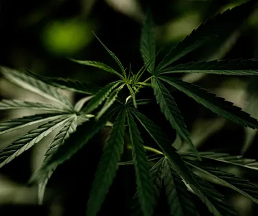 Usuários de maconha podem desenvolver síndrome severa - Imagem