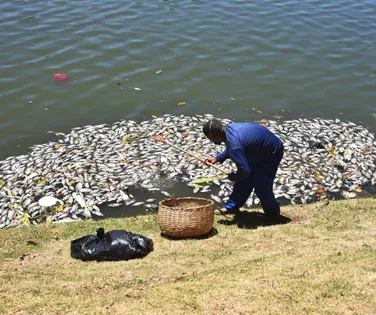 Vídeo: centenas de peixes são encontrados mortos no Dique do Tororó - Imagem