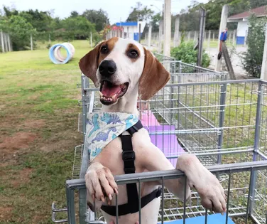 Abrigo é acusado de fazer eutanásia em animais para abrir novas vagas - Imagem