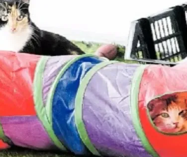 Abrigos sérios dão proteção e são opção segura de adoção de felinos - Imagem