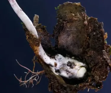 Fungo zumbi: parasita é descoberto por cientistas no Brasil - Imagem