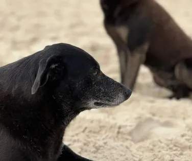 Morre Pretinha, companheira do cão Orelha, após dias de internação - Imagem