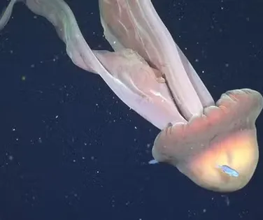 Rara água-viva fantasma gigante é registrada no fundo do mar - Imagem