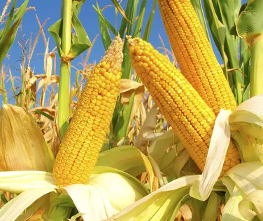 Safra de milho na Bahia avança com expectativa de alta de 2,3% da produção - Imagem