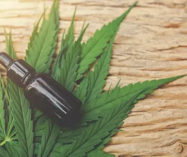 Saiba quando regras para cultivo de cannabis medicinal entram em vigor - Imagem