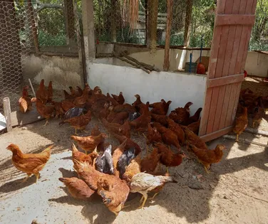 Sem galinha na roça? Governo veta criação ao ar livre por gripe aviária - Imagem