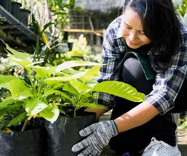 Tem alguma dessas 3 plantas em casa? Tire imediatamente - Imagem