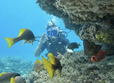 Mar cristalino, naufrágios e vida marinha: onde mergulhar em Salvador - Imagem