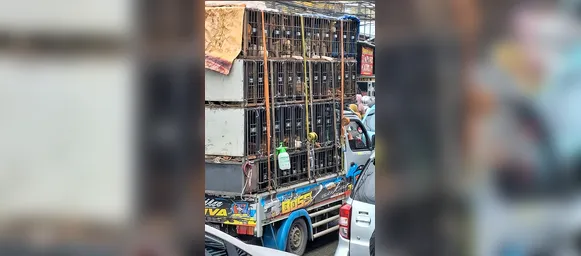 Jacarta proíbe carne de cachorro por risco de raiva e ilegalidade - Imagem